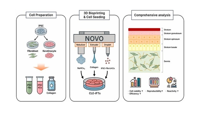 클리셀, 인간 유도만능줄기세포 및 3D바이오프린팅 기반 전층 인공피부 개발 성공