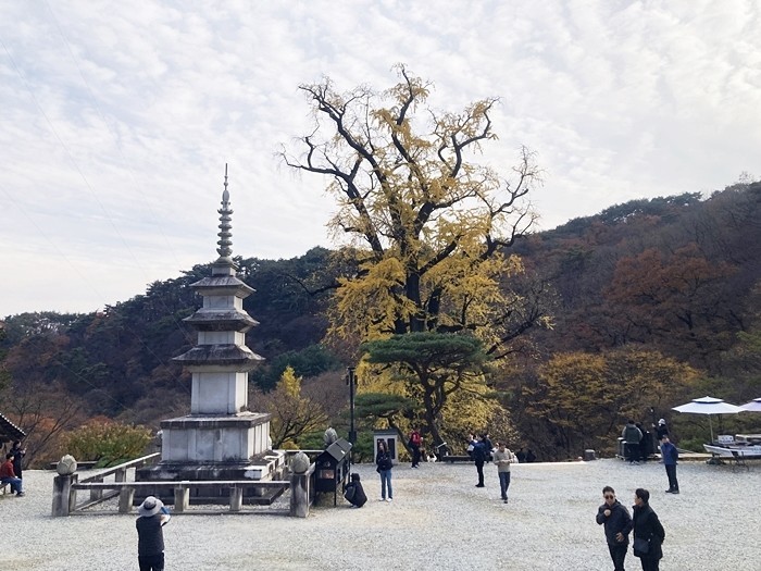 [포토] 천년 고찰을 배경으로 우뚝 솟아 있는 천연기념물 30호 용문사 은행나무