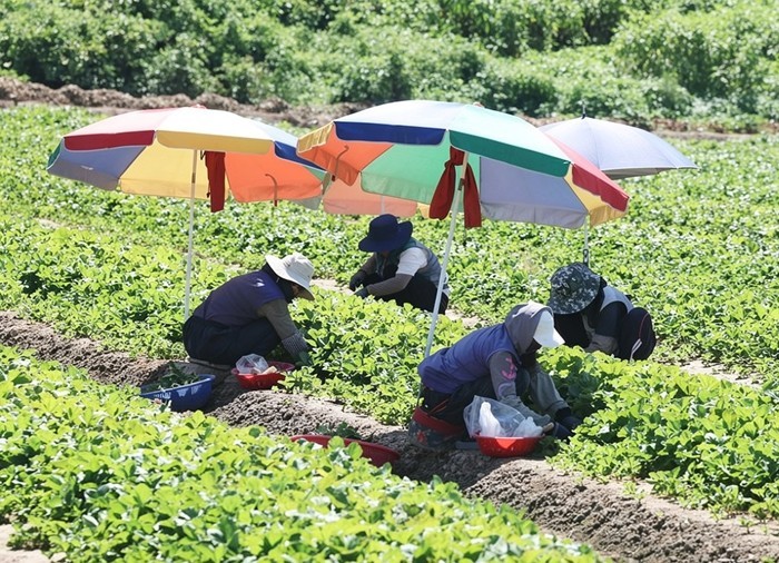 [포토] '대프리카' 제친 찜통더위 '밀양'…낮 최고기온 38도 '폭염중대경보' 발효