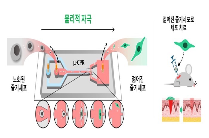 건대-고대 공동연구팀, 약물 없이 물...